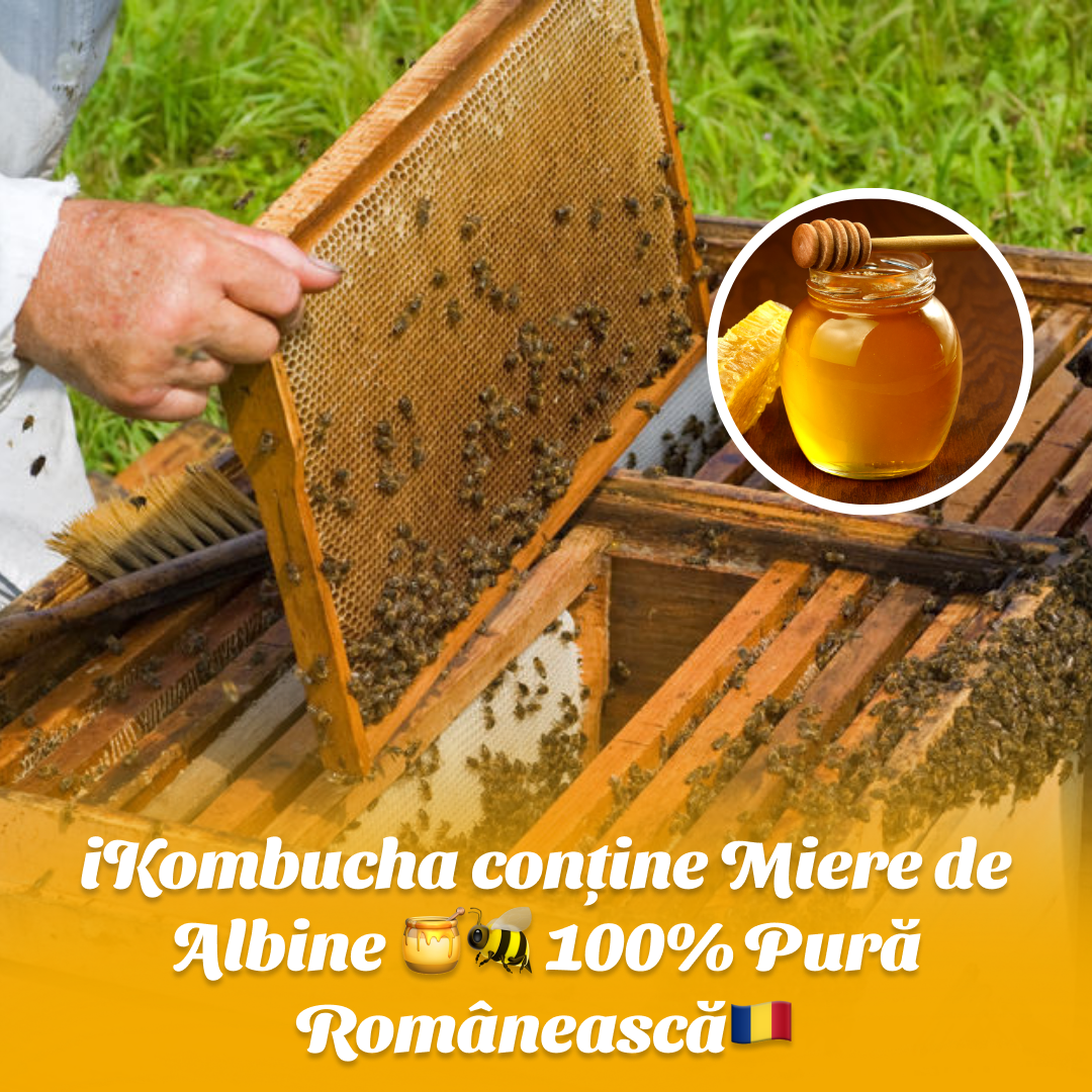 iKombucha - set 12x500 ml 100% ceai Kombucha